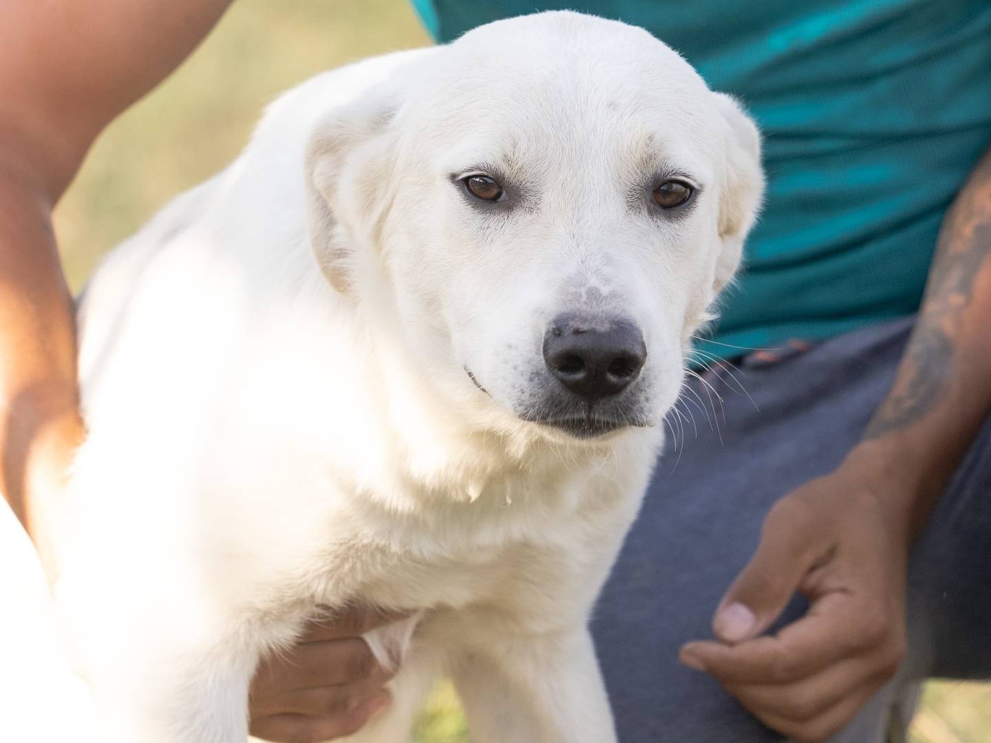 Adotta un cane, maschio, 2 anni  e 4 mesi , Caserta