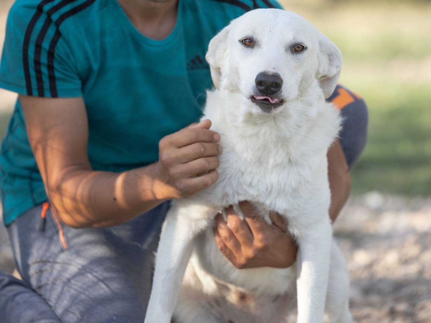 Adotta un cane, taglia media, maschio, Caserta