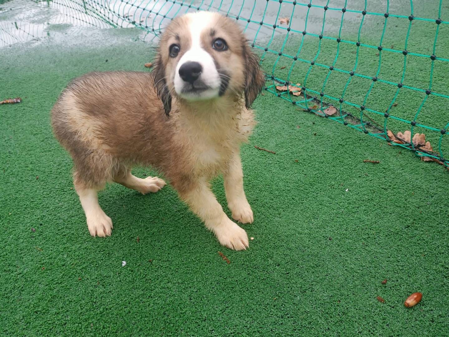 Adozione cane, maschio, meticcio, 2 anni e 4 mesi, taglia media contenuta, Cosenza