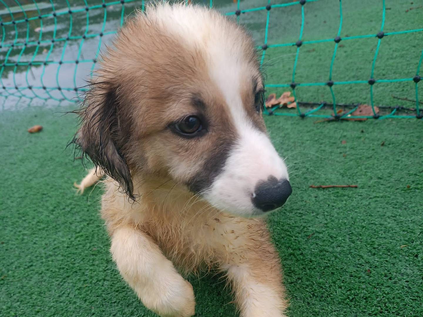 Adotta un cane, maschio, 2 anni e 4 mesi, Cosenza