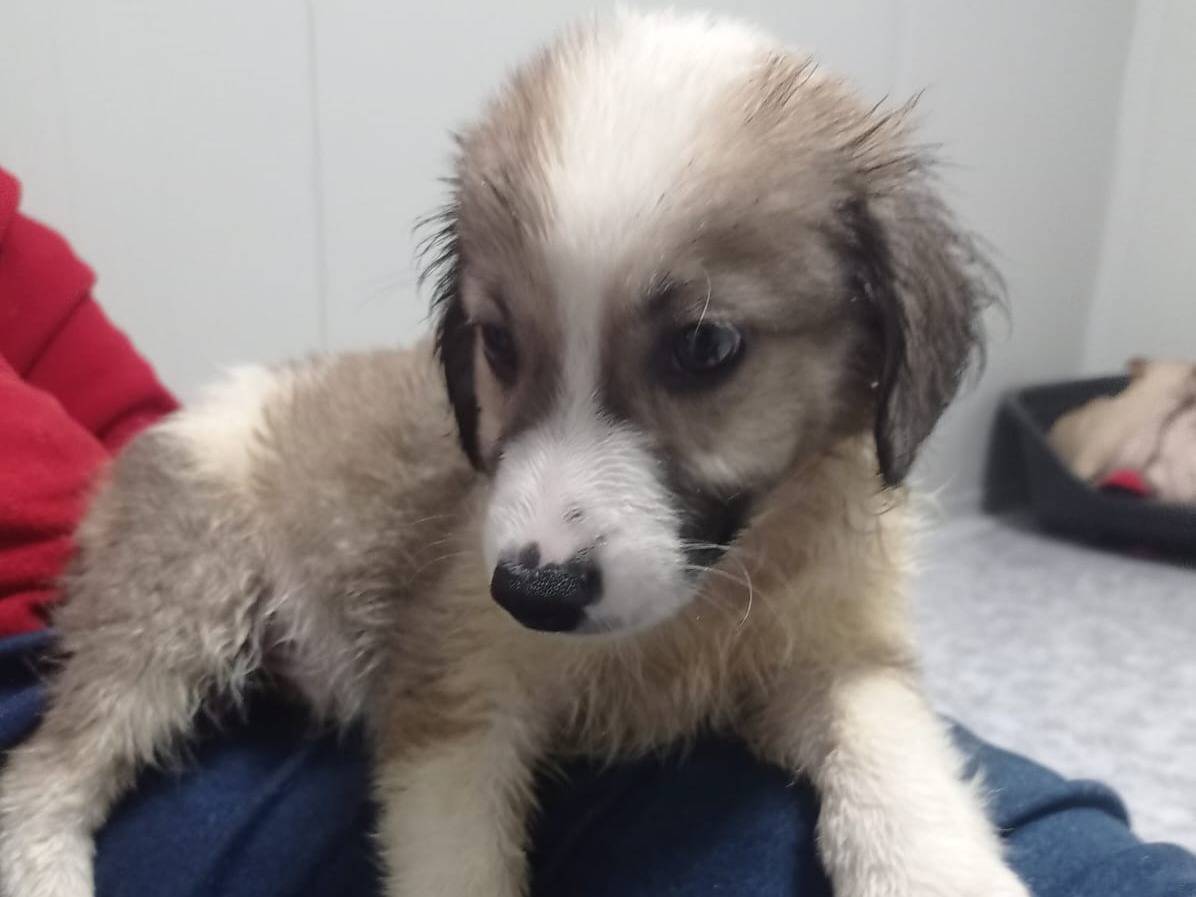 Adotta un cane, taglia media contenuta, maschio, Cosenza