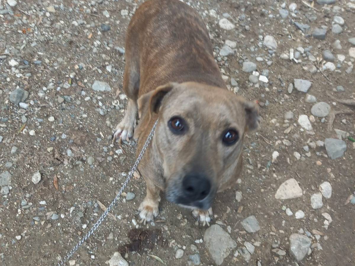 Adotta un cane, femmina, 3 anni  e 4 mesi , Salerno