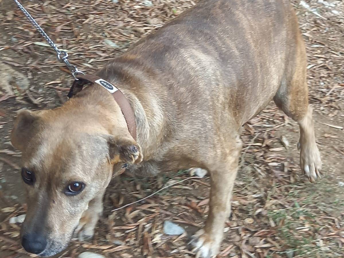 Adotta un cane, taglia media, femmina, Salerno