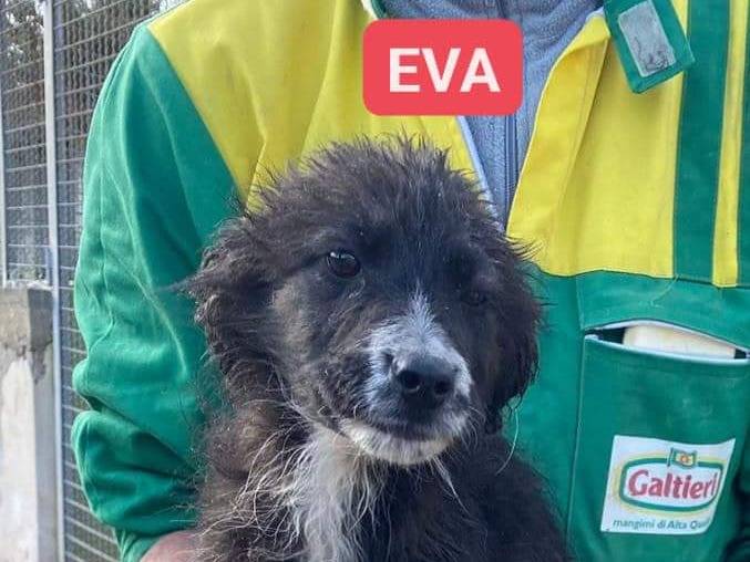 Foto dell'animale
