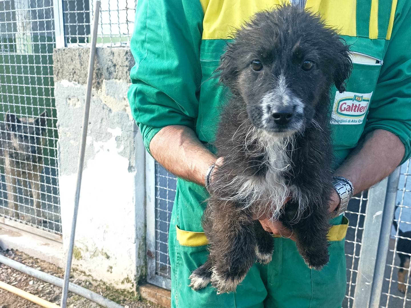 Adotta un cane, femmina, 1 anno e 6 mesi , Taranto