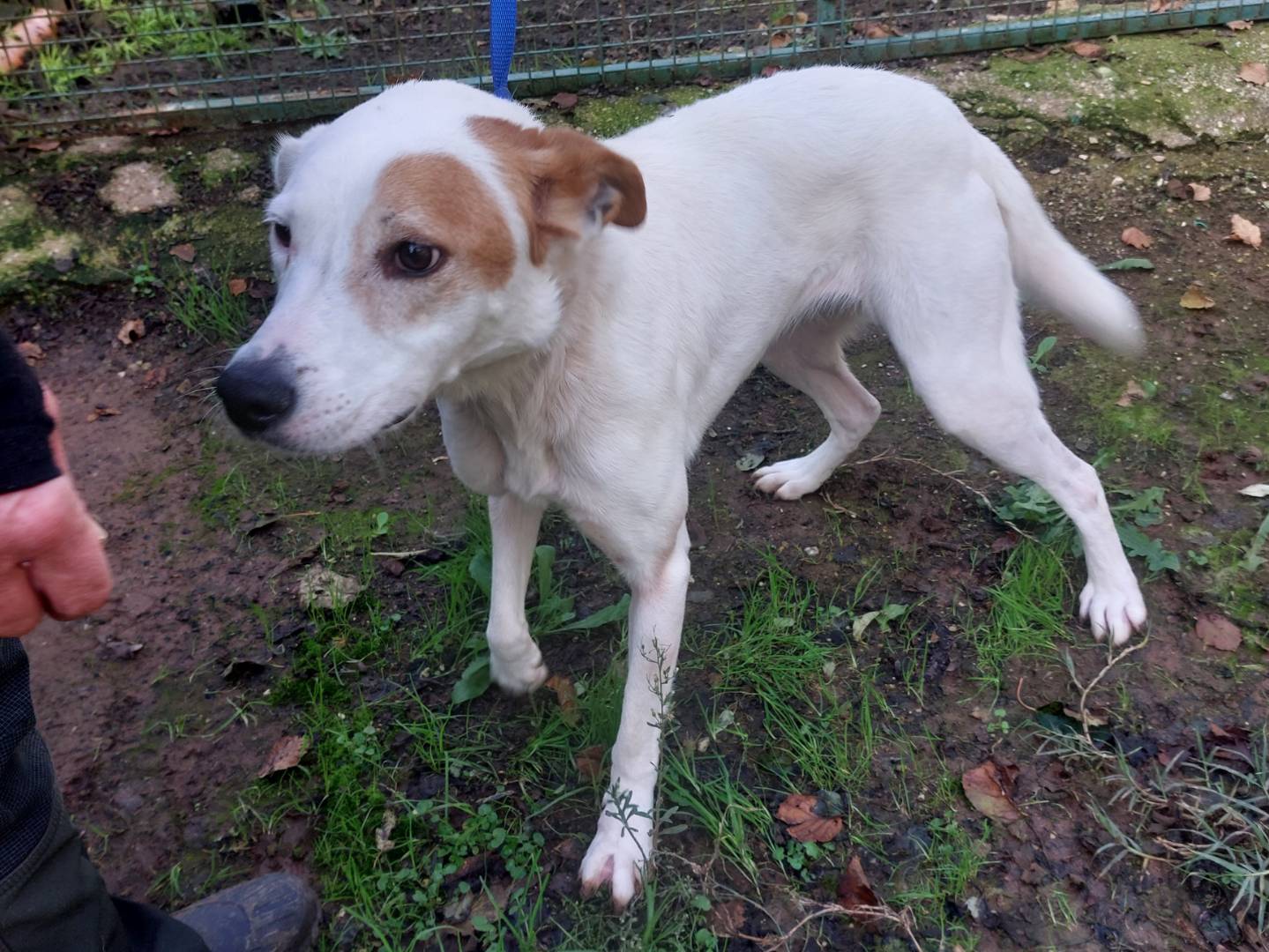 Adotta un cane, femmina, 5 anni  e 8 mesi , Viterbo