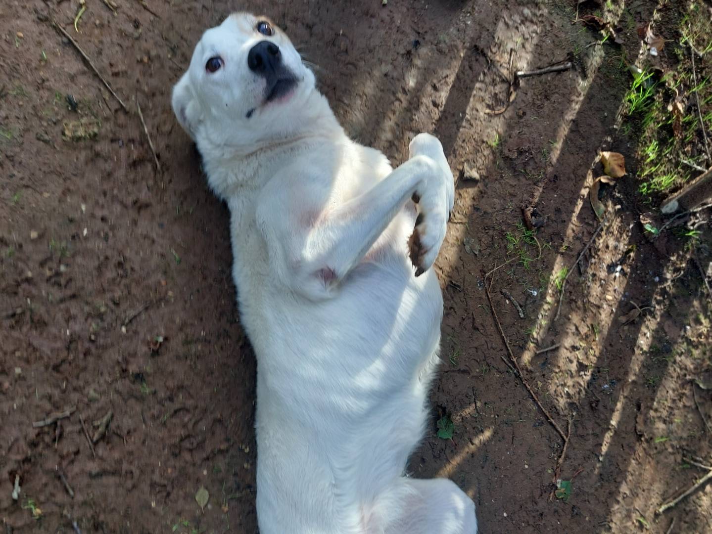 Adotta un cane, taglia media, femmina, Viterbo