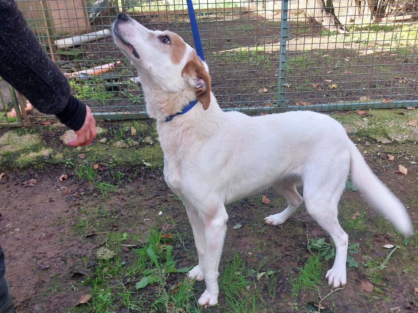 Vuoi adottare un cane a Viterbo?