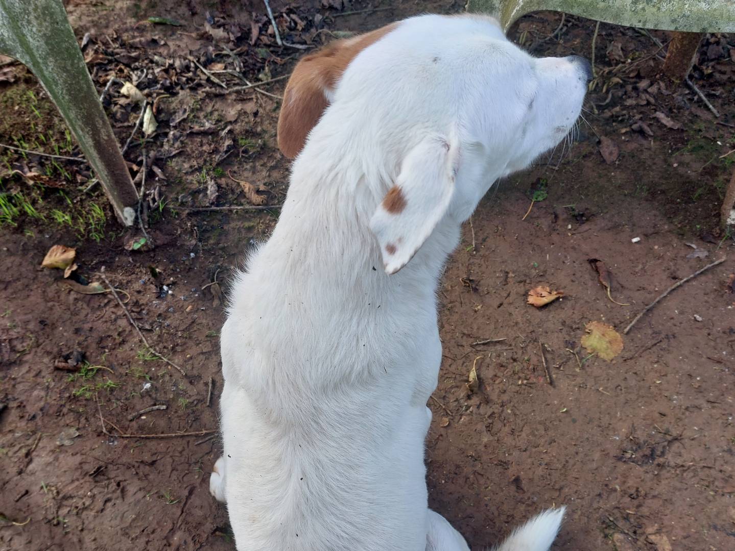 Adotta il cane Gina a Viterbo