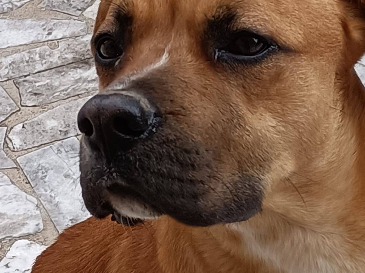 Adozione cane, maschio, Boxer Golden Retriever, 2 anni  e 9 mesi , taglia media, Caserta