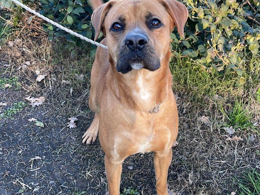 Adotta un cane, maschio, 2 anni  e 9 mesi , Caserta