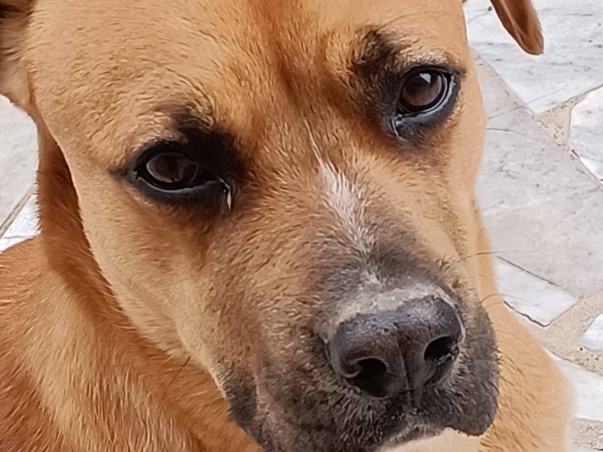 Adotta un cane, taglia media, maschio, Caserta