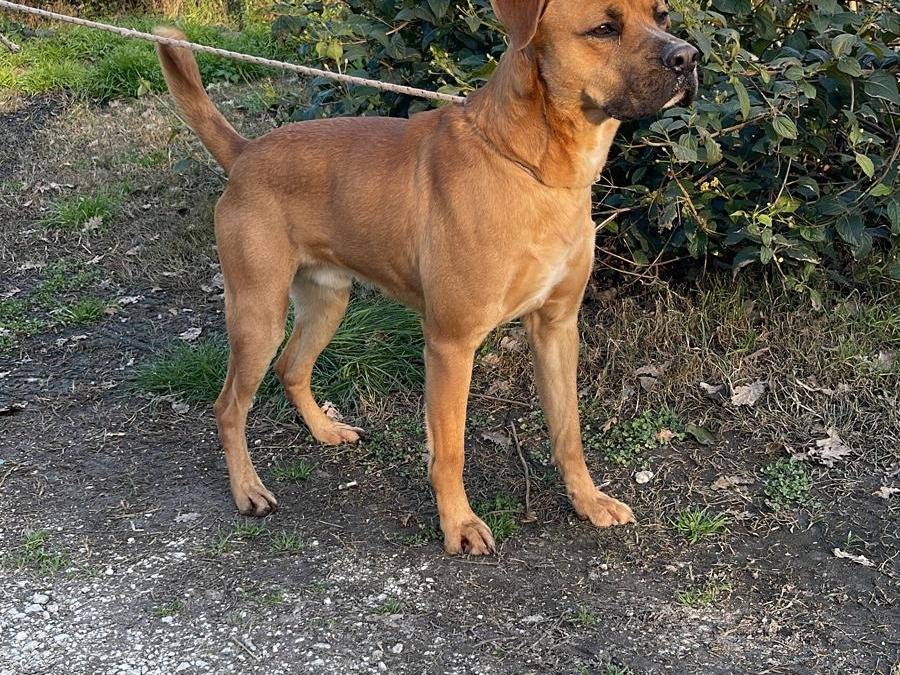 Vuoi adottare un cane a Caserta?
