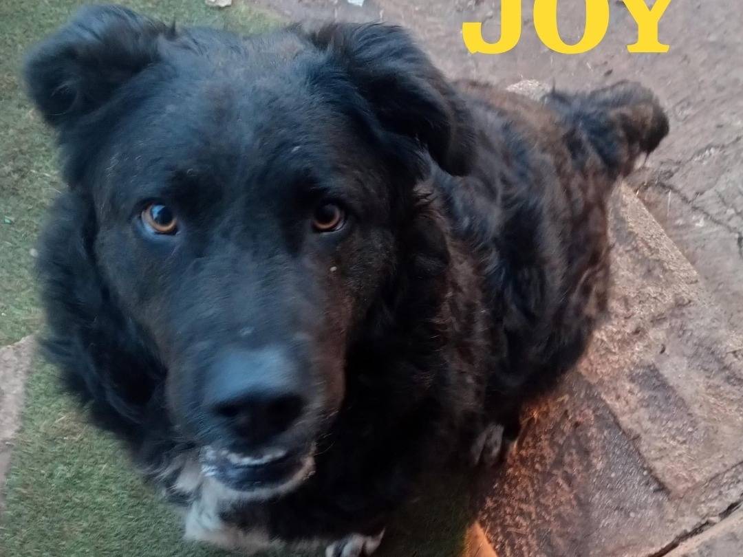 Adotta un cane, femmina, 3 anni  e 2 mesi , Genova