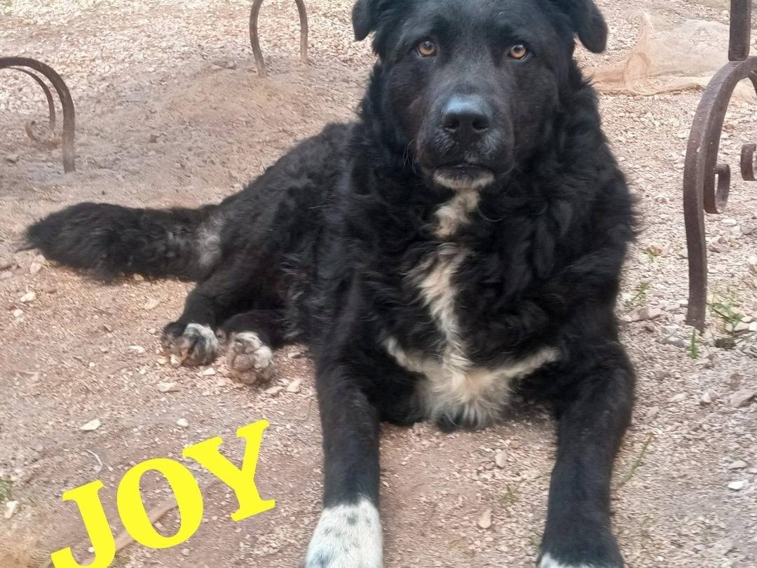 Adozione cane, femmina, meticcio, 3 anni  e 2 mesi , taglia grande, Genova