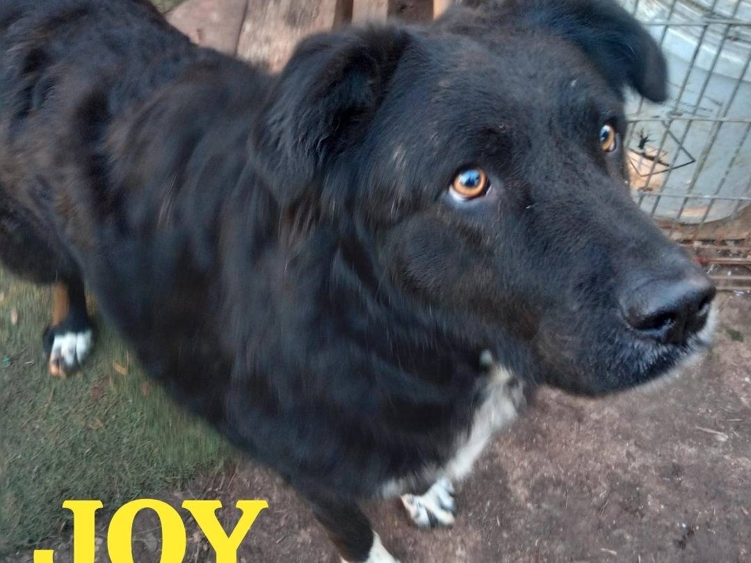 Adotta un cane, taglia grande, femmina, Genova