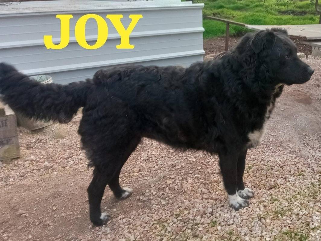 Vuoi adottare un cane a Genova?