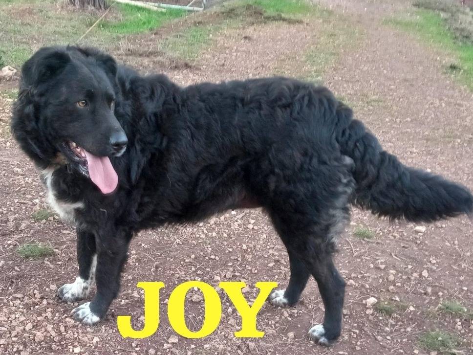 Adotta il cane JOY a Genova