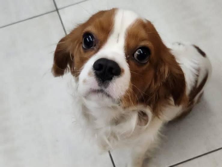 Adozione cane, maschio, Cavalier King Charles Spaniel, 3 anni, taglia piccola, Milano
