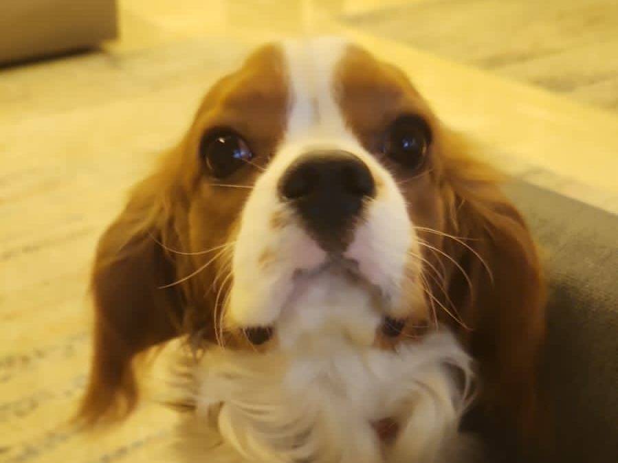 Adotta un cane, maschio, 3 anni, Milano