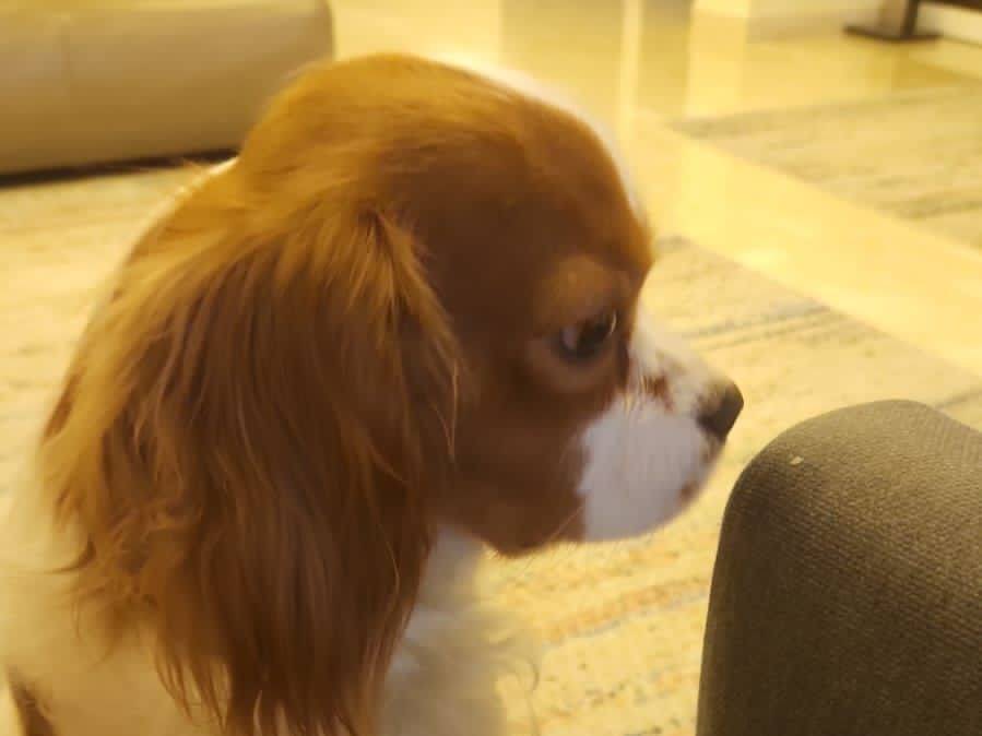 Adotta un cane, taglia piccola, maschio, Milano