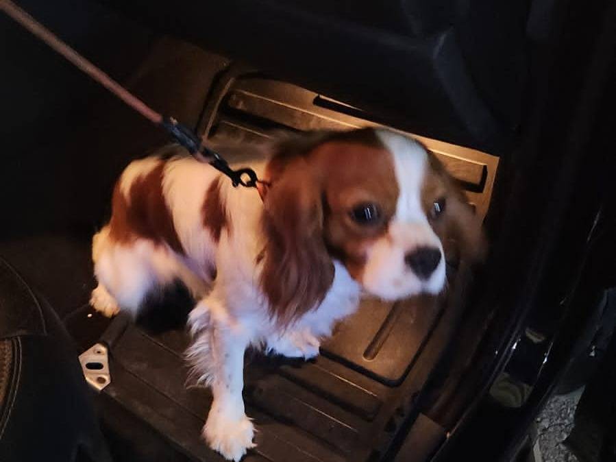 Vuoi adottare un cane a Milano?