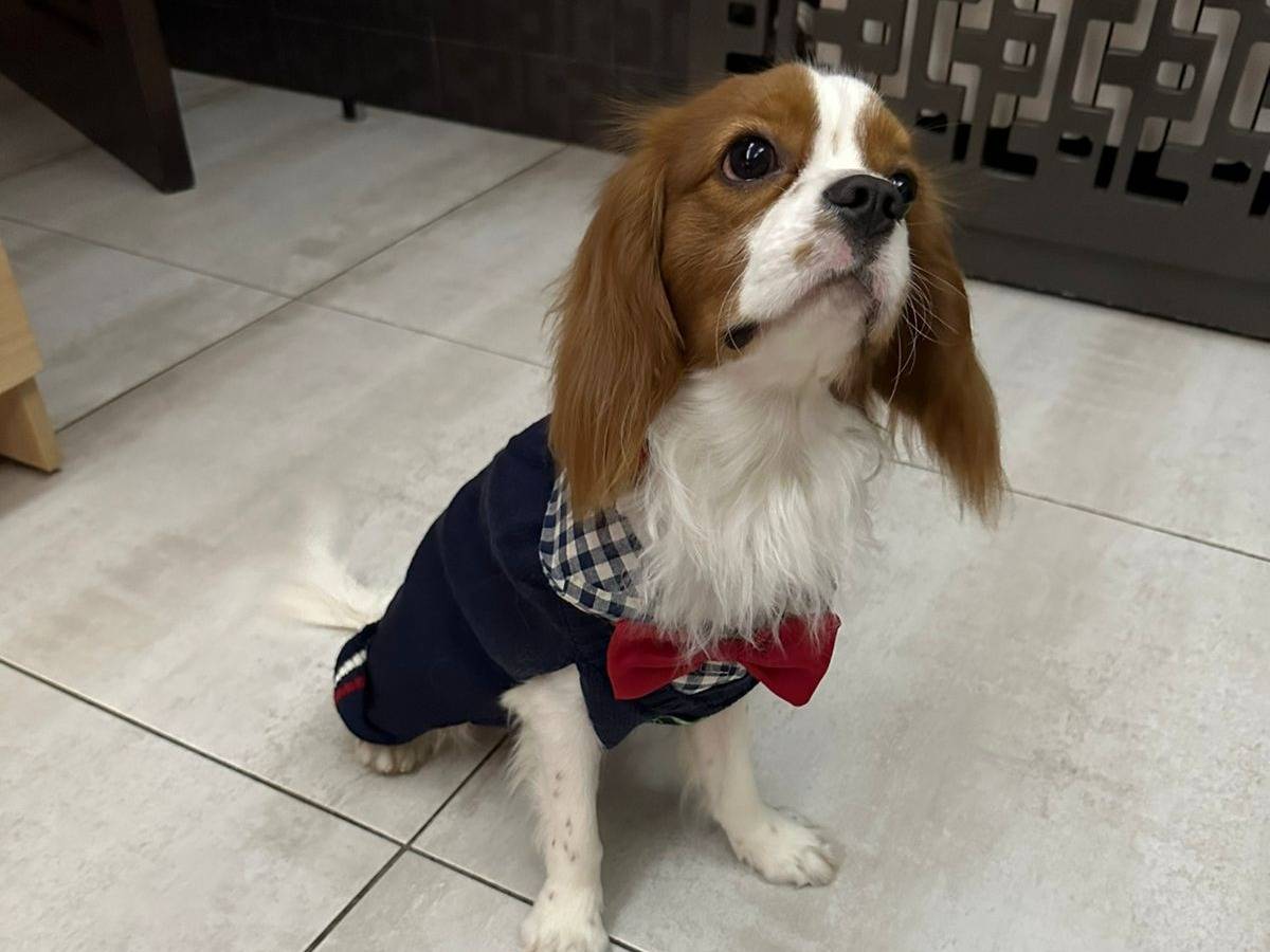 Adotta il cane COOPER a Milano