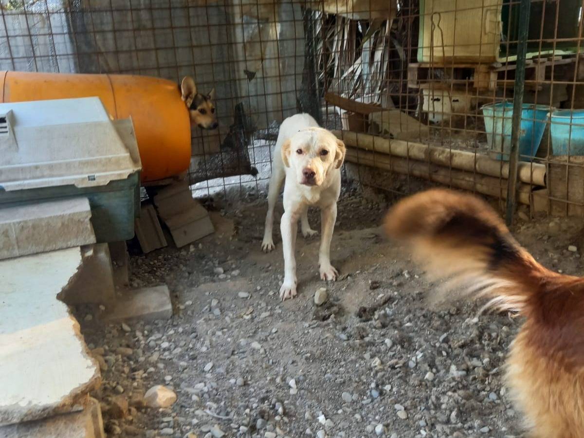 Foto dell'animale