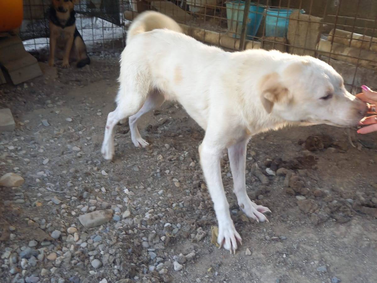 Adotta un cane, maschio, 3 anni  e 4 mesi , Salerno