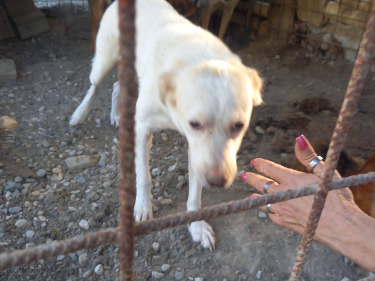 Adotta un cane, taglia grande, maschio, Salerno