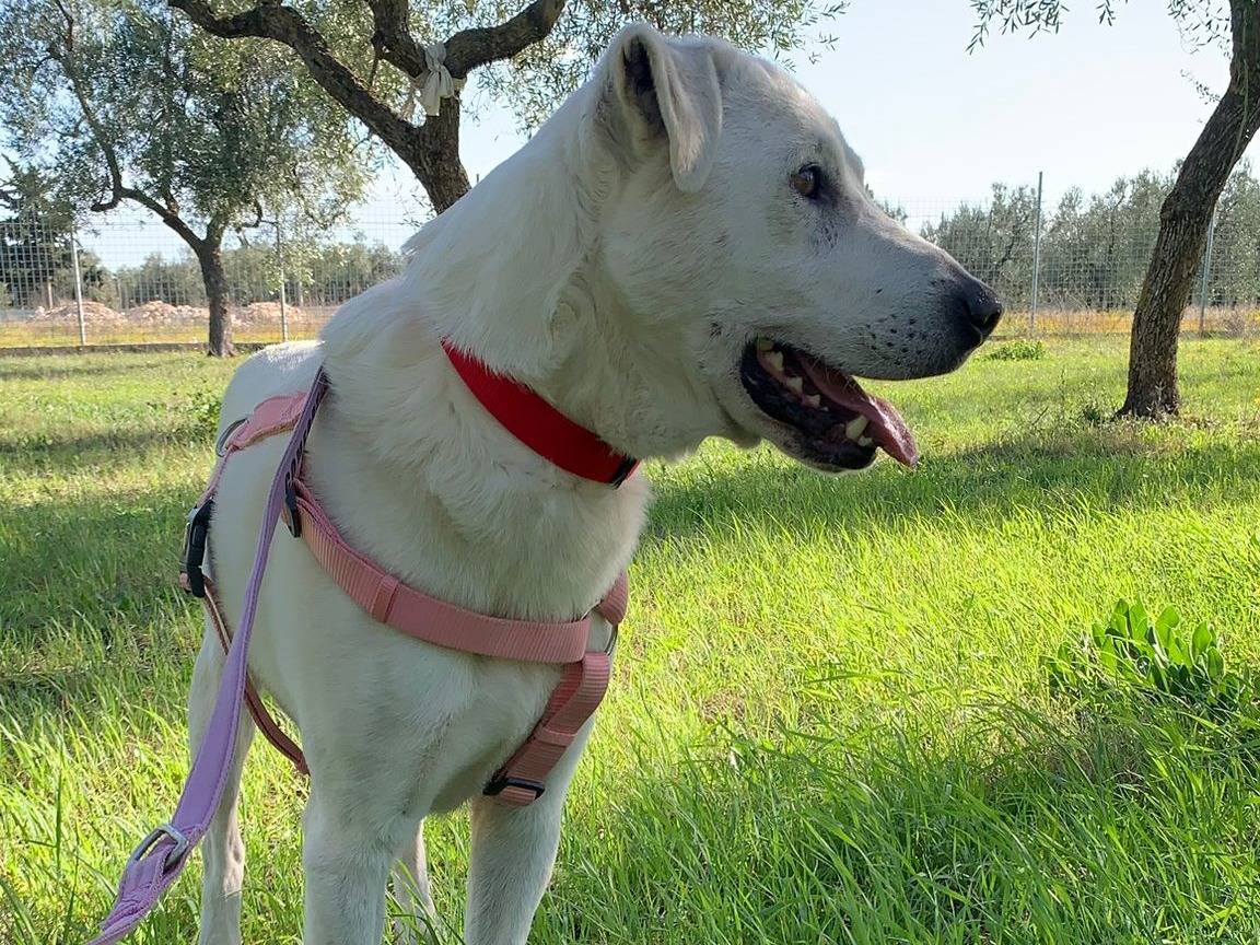 Vuoi adottare un cane a Barletta?