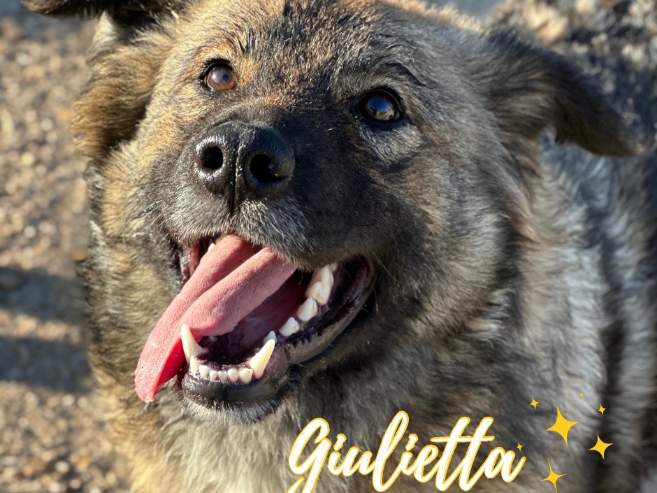 Foto dell'animale