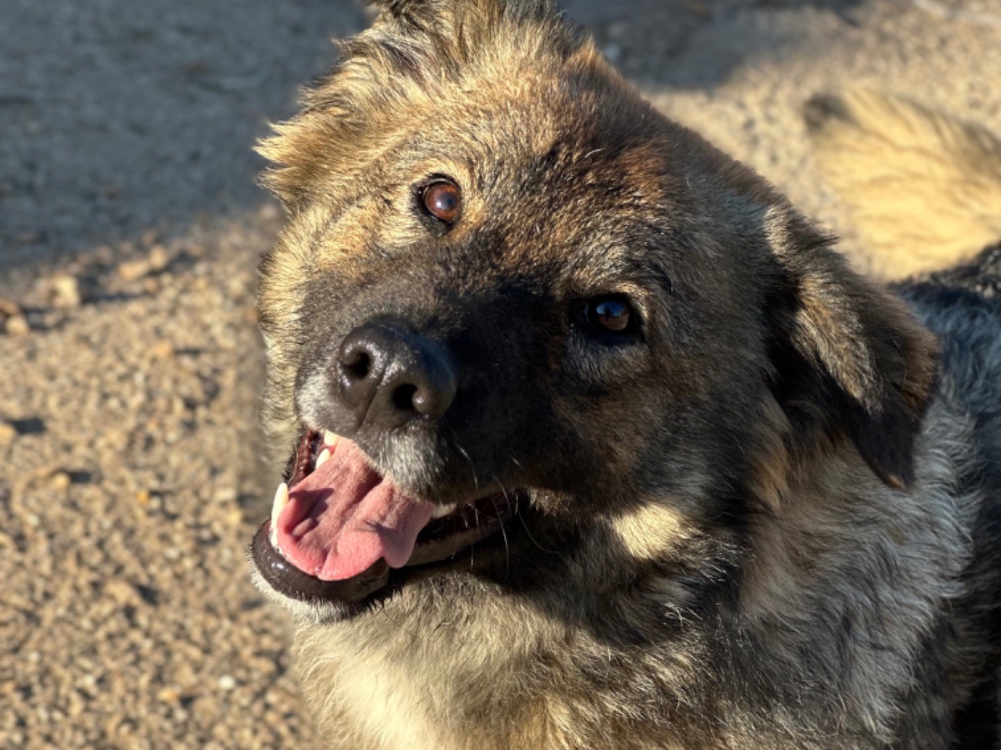 Adotta un cane, taglia grande, femmina, Taranto