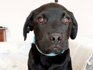 Adozione cane, maschio, meticcio, 2 anni e 5 mesi, taglia piccola, Milano