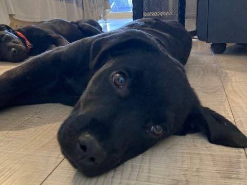 Adotta un cane, taglia piccola, maschio, Milano