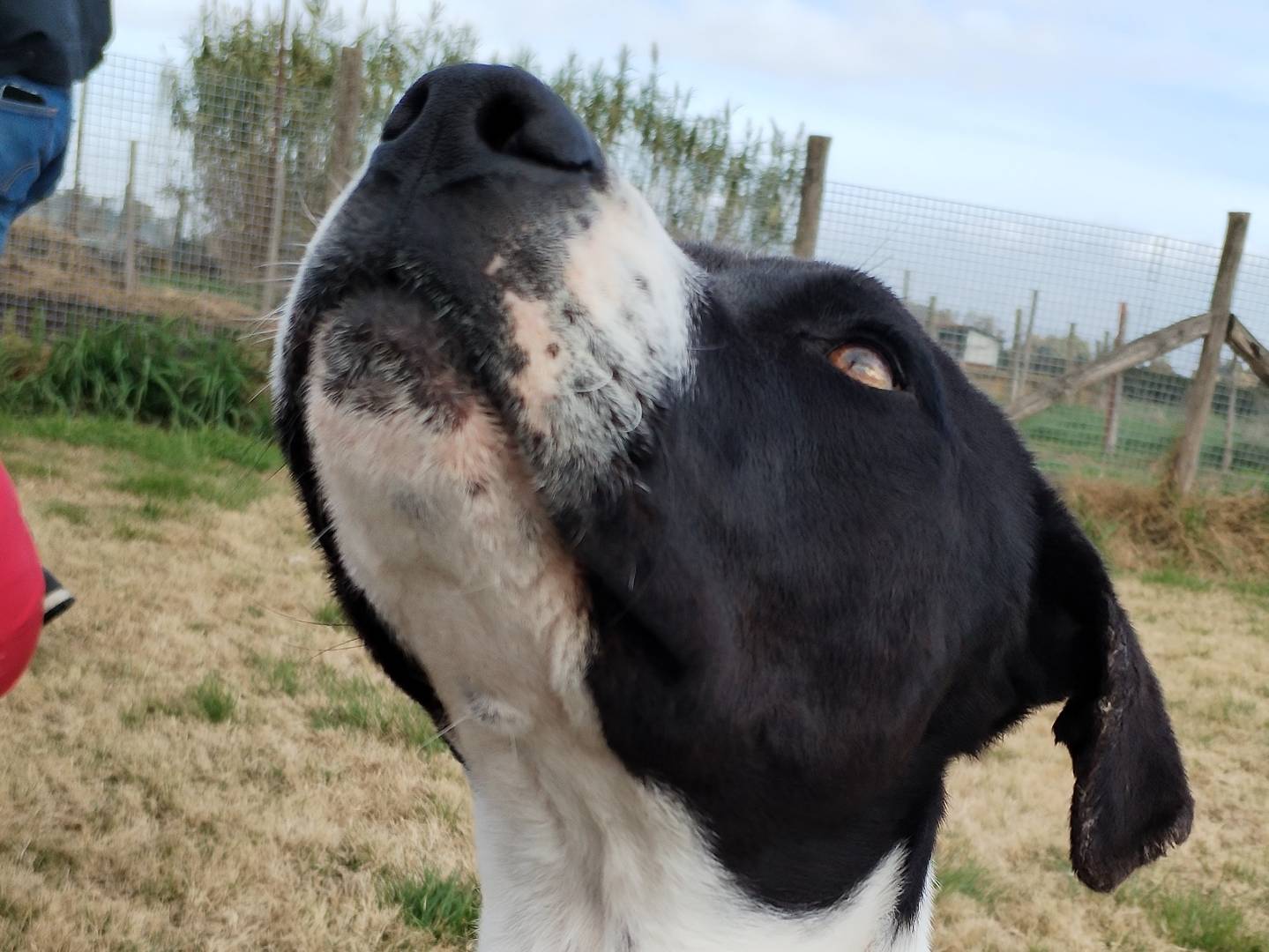 Adotta un cane, maschio, 3 anni  e 6 mesi , Latina