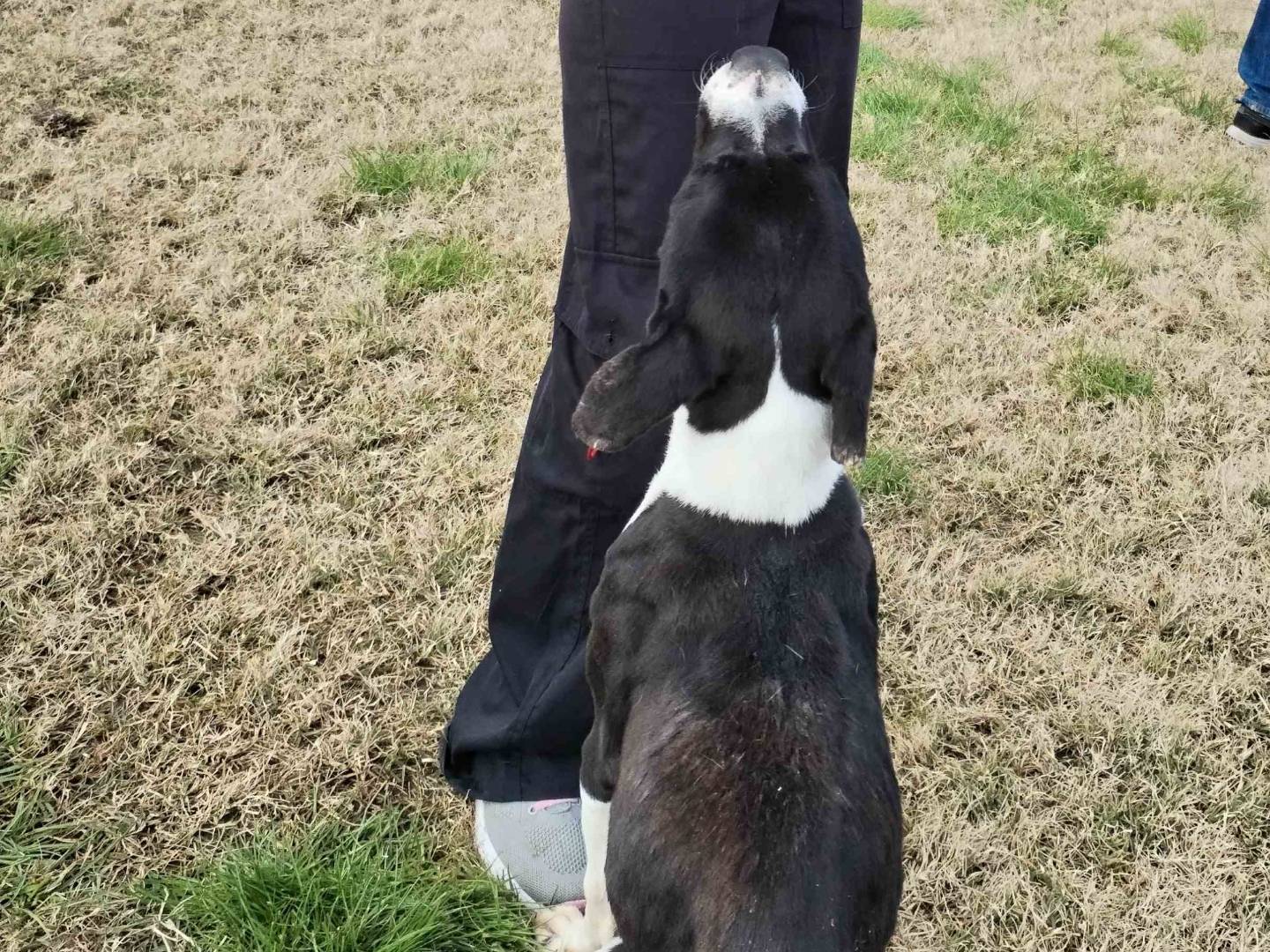 Adotta un cane, taglia media, maschio, Latina