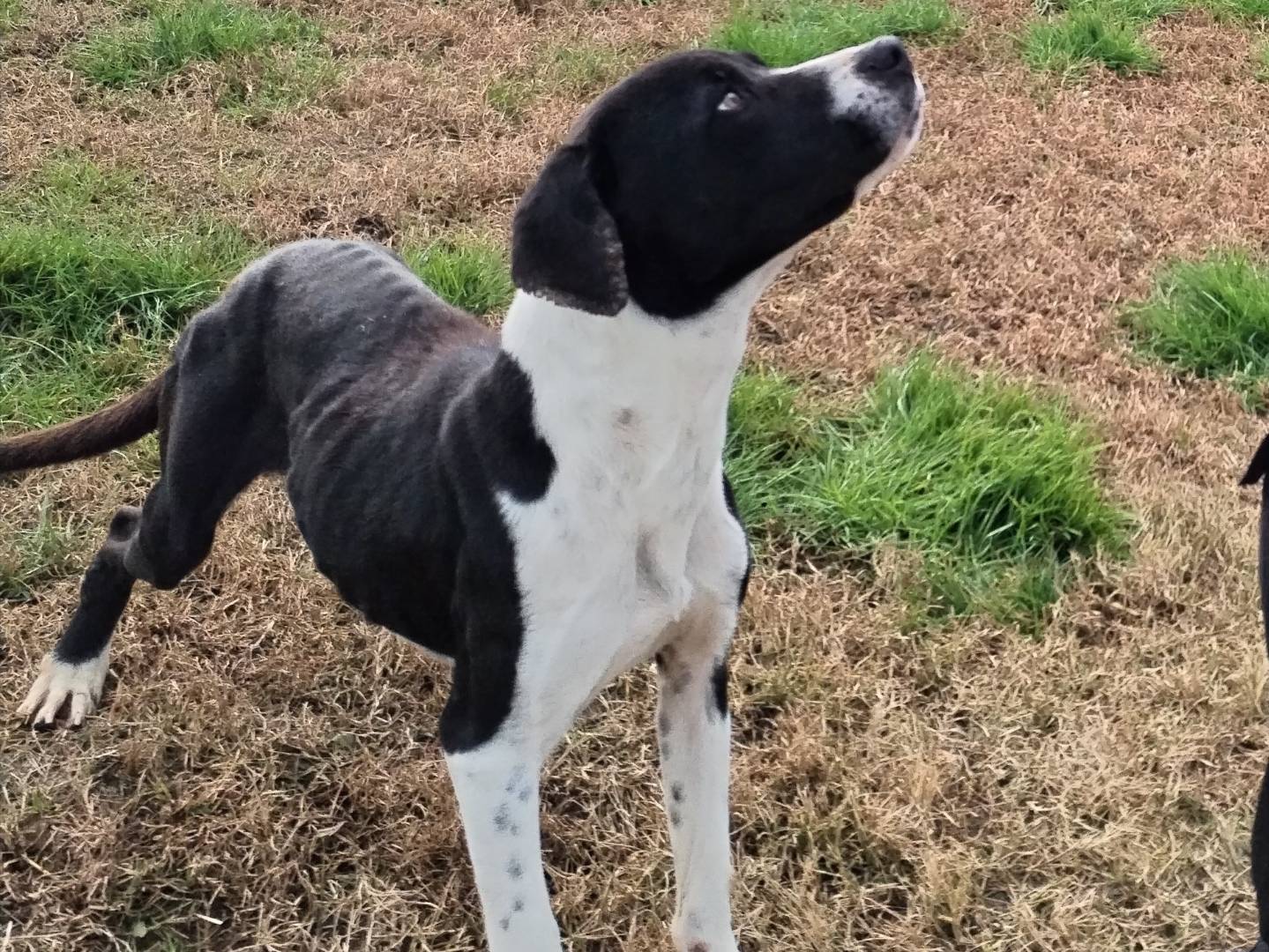 Vuoi adottare un cane a Latina?