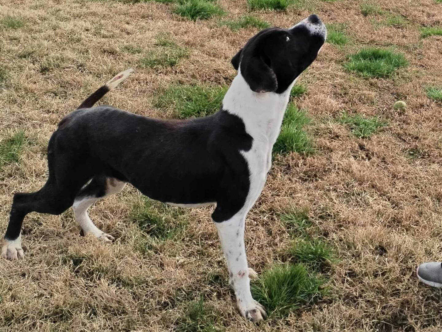 Adotta il cane Boris a Latina