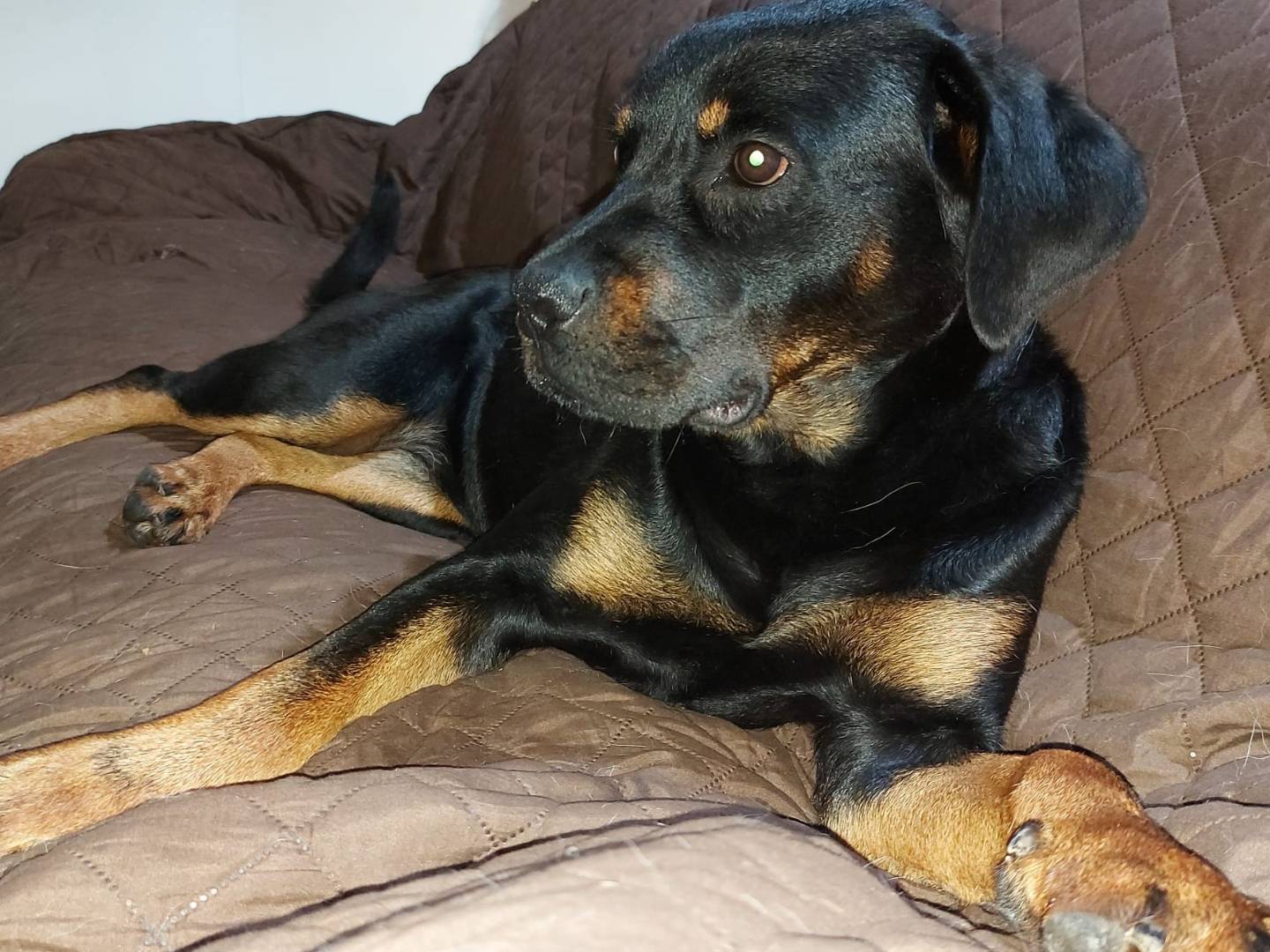Adotta un cane, femmina, 2 anni  e 4 mesi , Latina