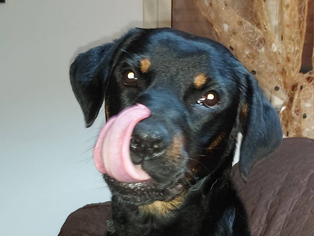 Adotta un cane, taglia media, femmina, Latina