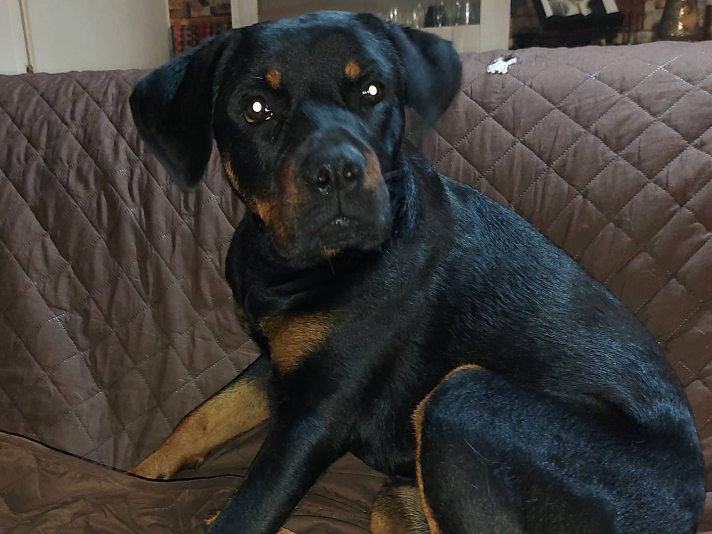 Vuoi adottare un cane a Latina?