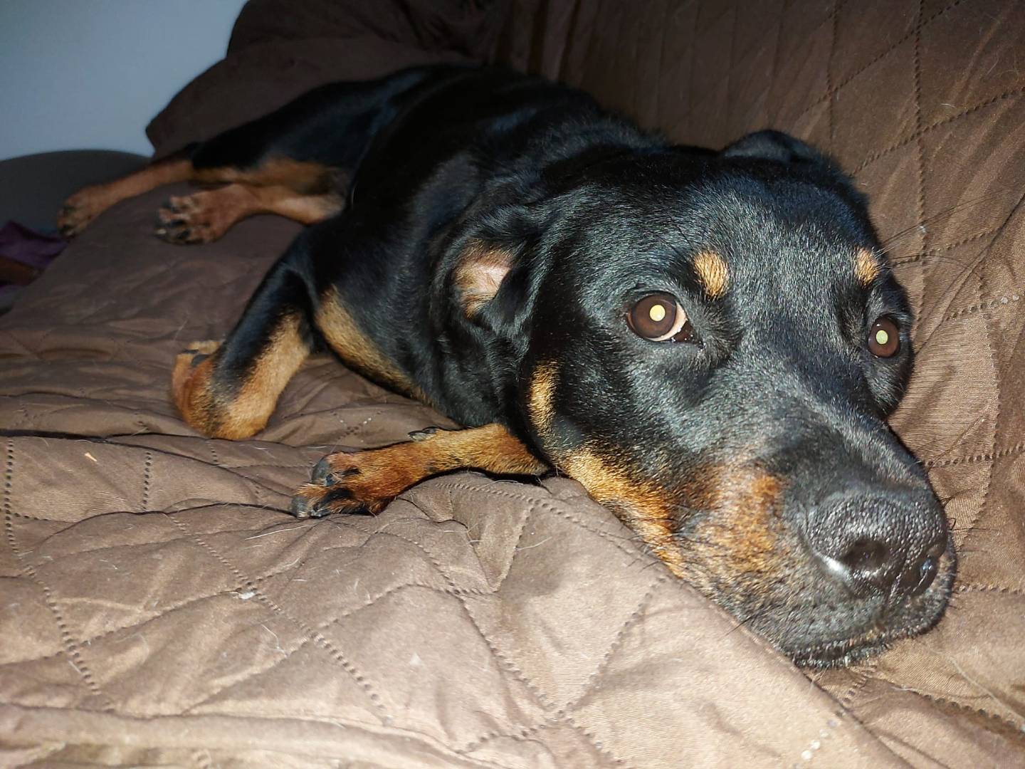Adotta il cane Zelda a Latina