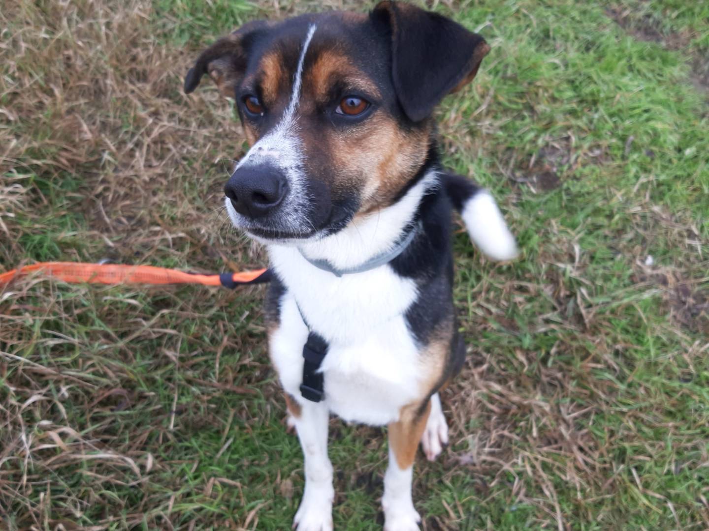 Adotta un cane, maschio, 5 anni  e 8 mesi , Milano
