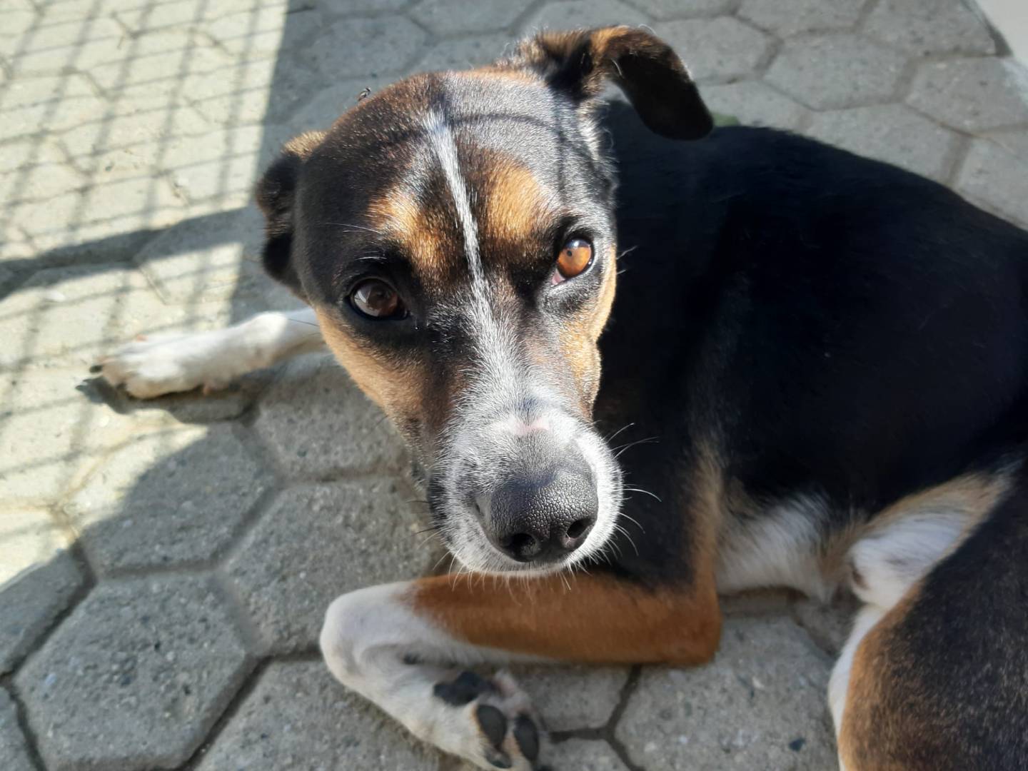 Adotta un cane, taglia media contenuta, maschio, Milano