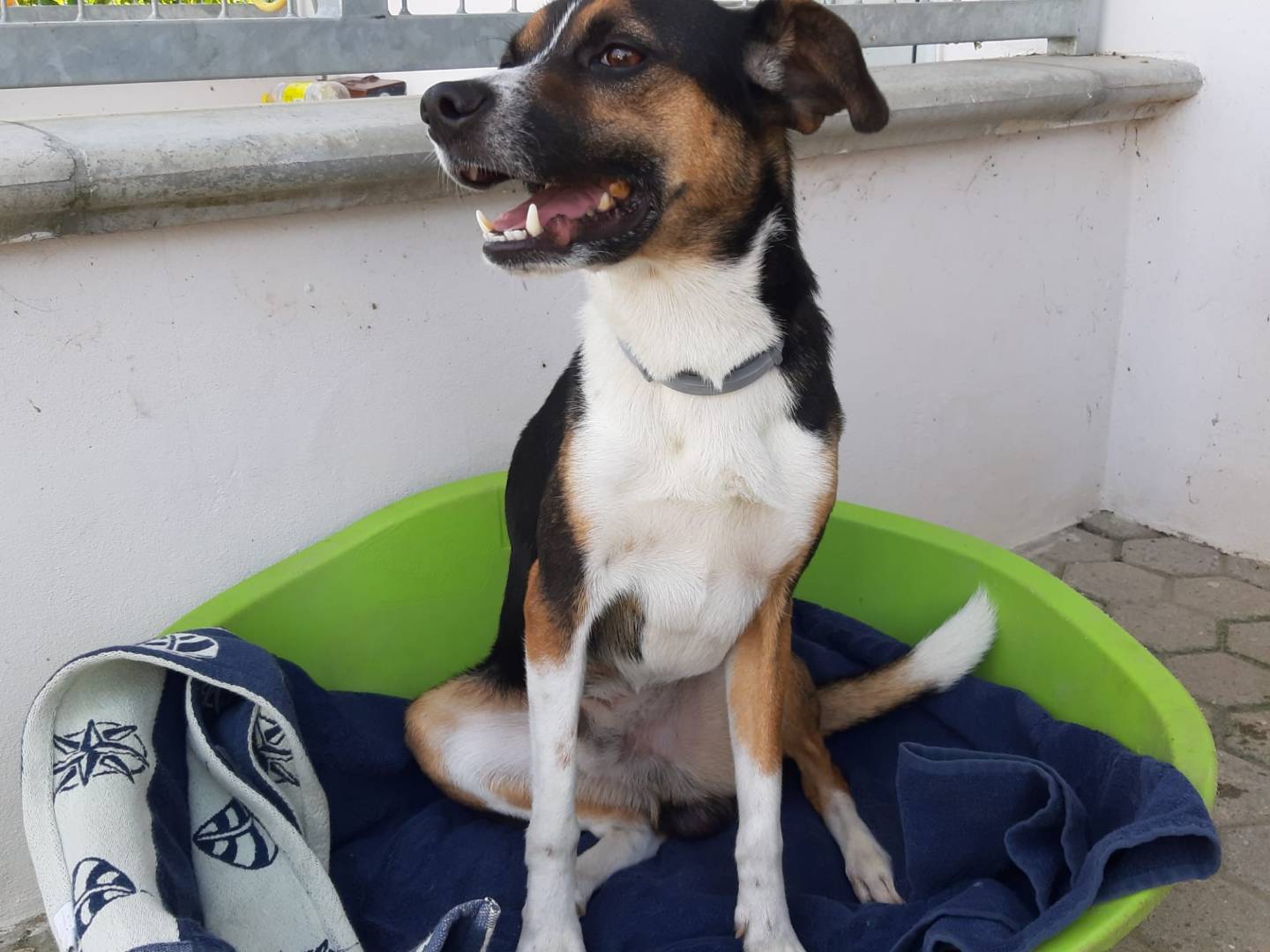 Vuoi adottare un cane a Milano?