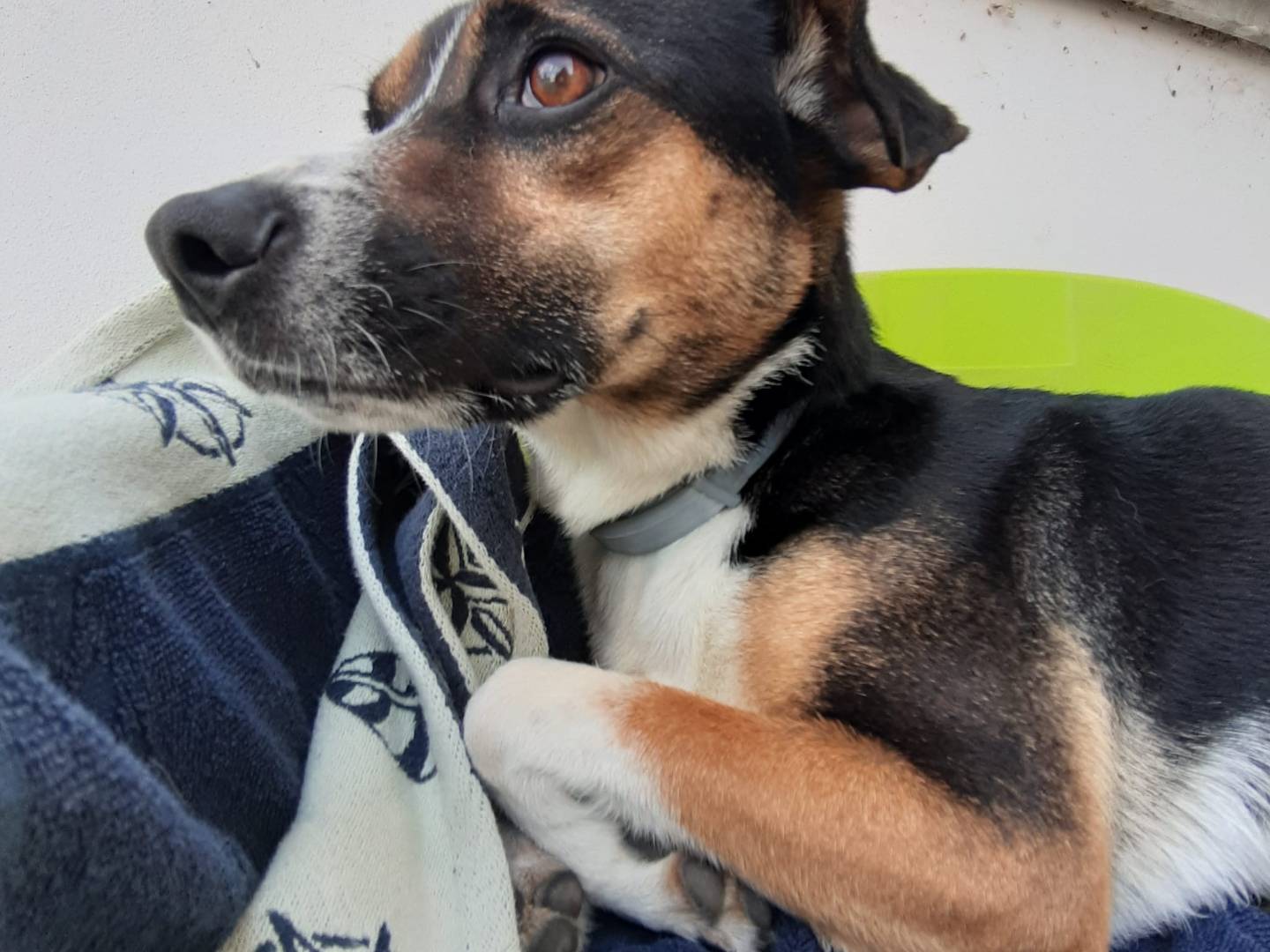 Adotta il cane Leo a Milano