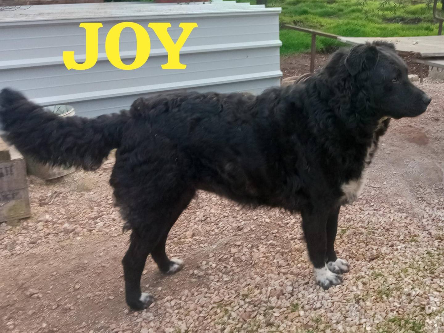 Adotta il cane Joy a Agrigento