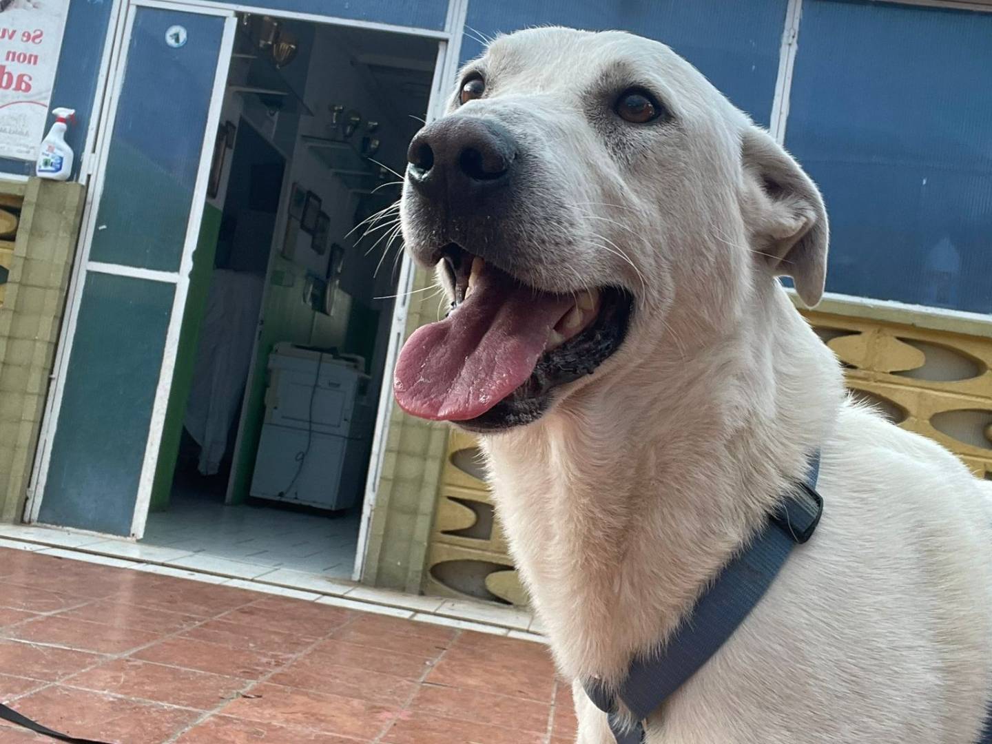 Adotta un cane, maschio, 4 anni , Barletta