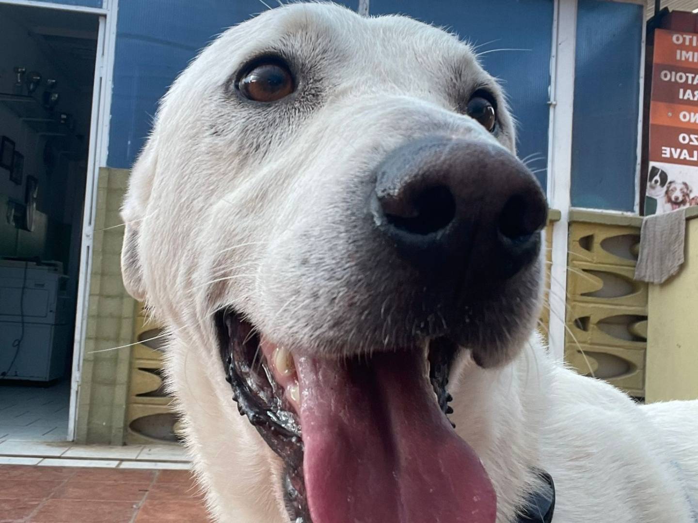 Adotta un cane, taglia media, maschio, Barletta
